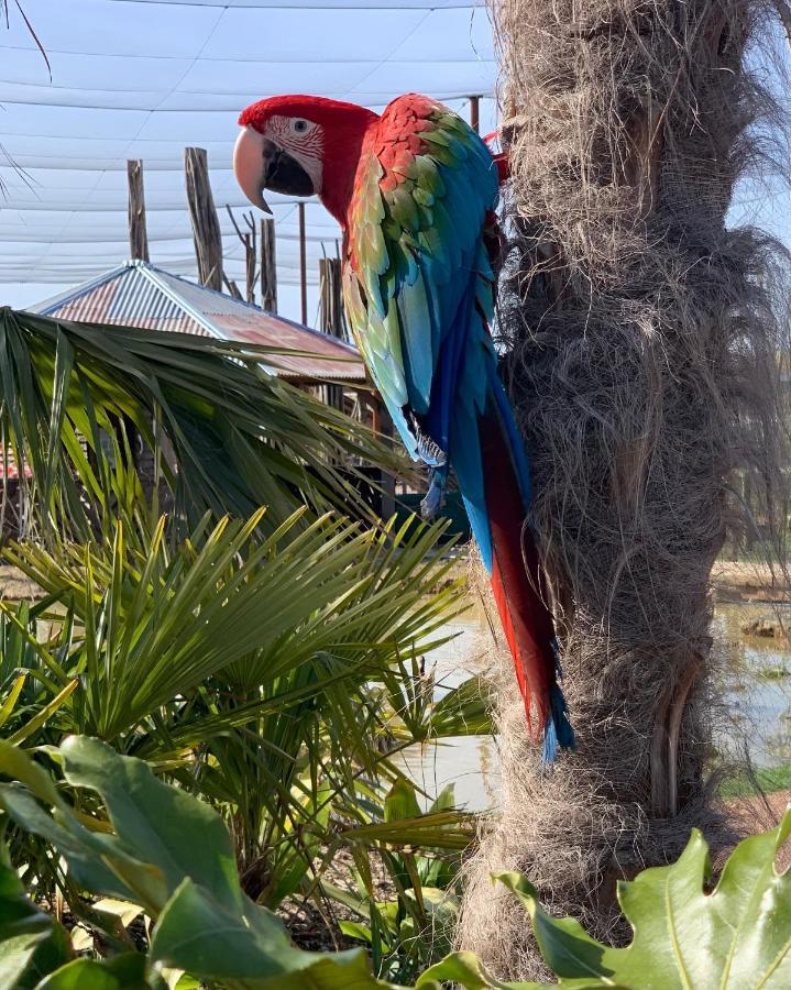 Parrot World - Les Lodges Crecy-la-Chapelle Eksteriør billede